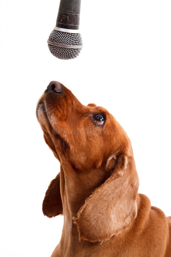 English Cocker Spaniel Dog and Microphone Stock Photo Image of close