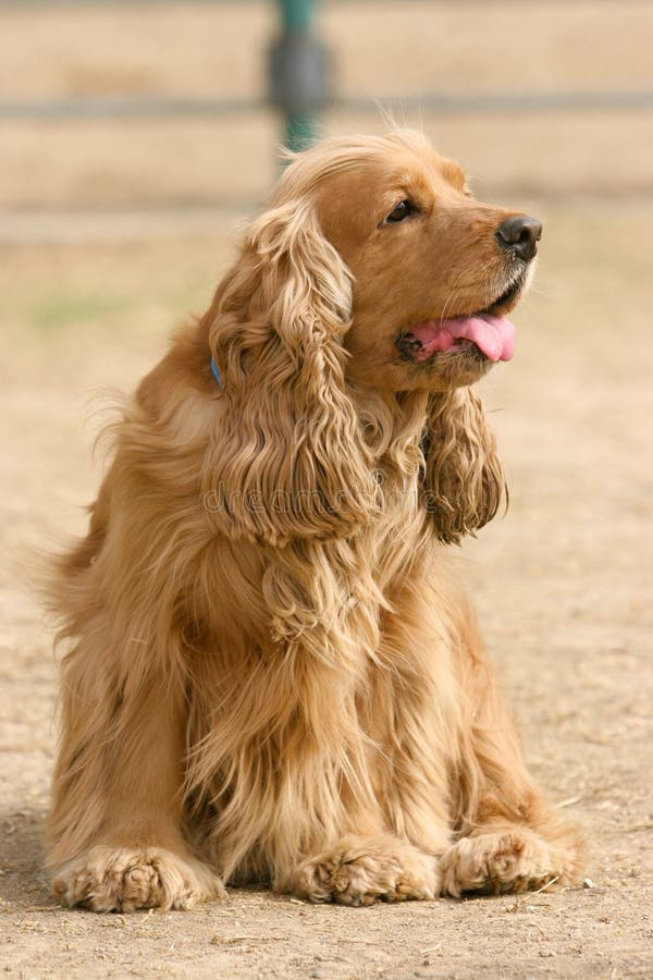 English Cocker Spaniel dog stock image. Image of english 68764399