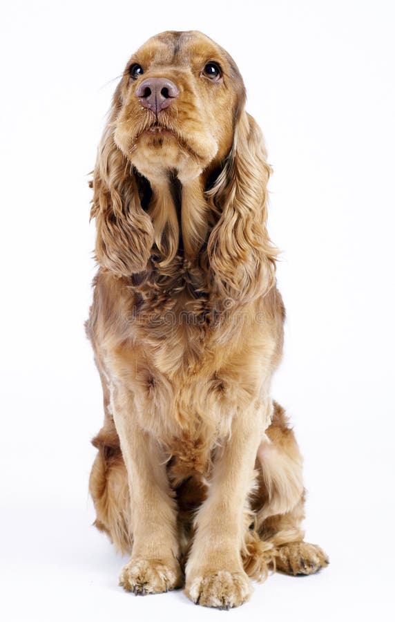 English Cocker Spaniel, 9 Years Old, Sitting Stock Photo Image of