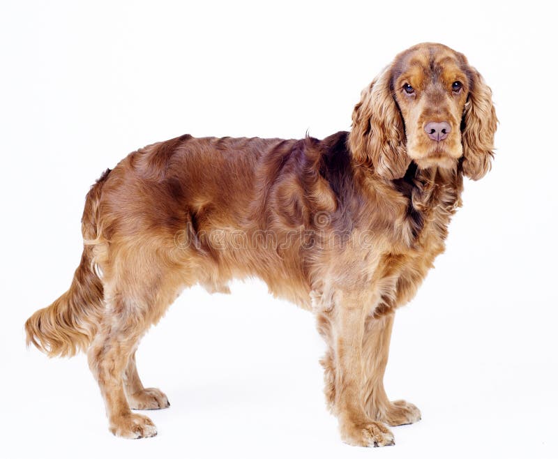 English cocker spaniel dog standing, 1 year old royalty free stock photos