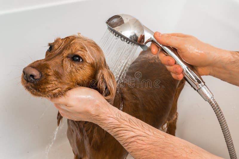 Cocker spaniel dog taking a shower with shampoo and water