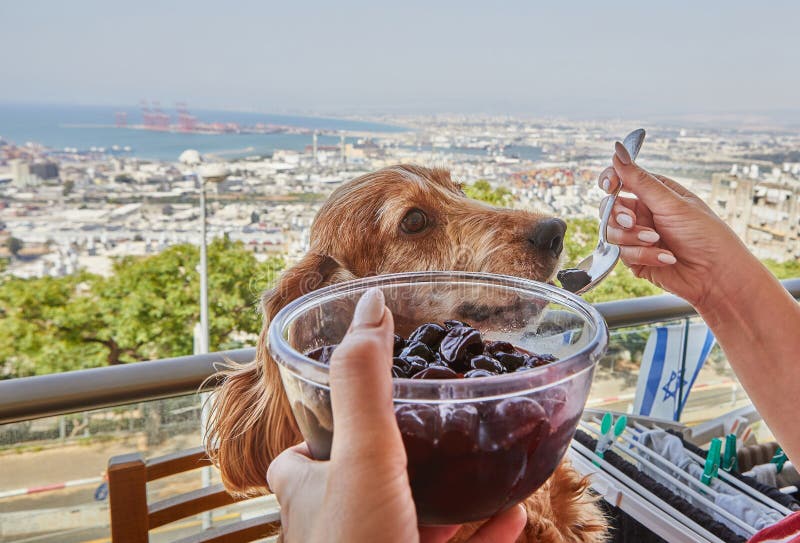 English Cocker Spaniel Enjoys Cherry from Spoon, Canine Delicacy stock image