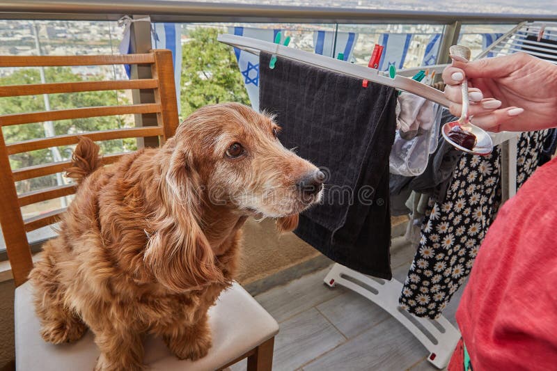 English Cocker Spaniel Enjoys Cherry from Spoon, Canine Delicacy royalty free stock photos