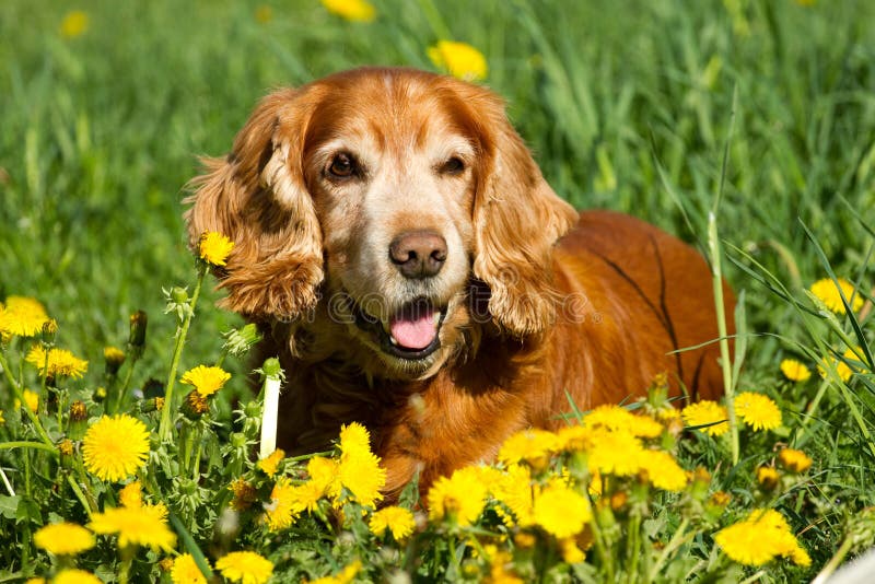 English cocker Spaniel