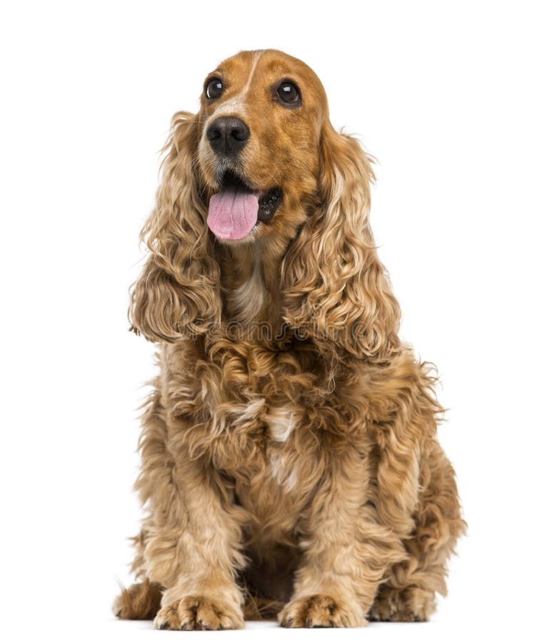 English Cocker Spaniel Sitting, Panting, 6 Years Old Stock Photo