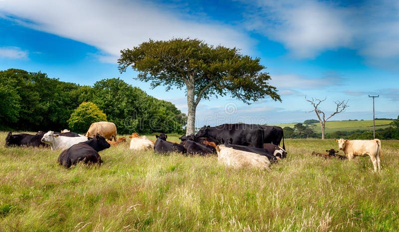 English Countryside in June royalty free stock images