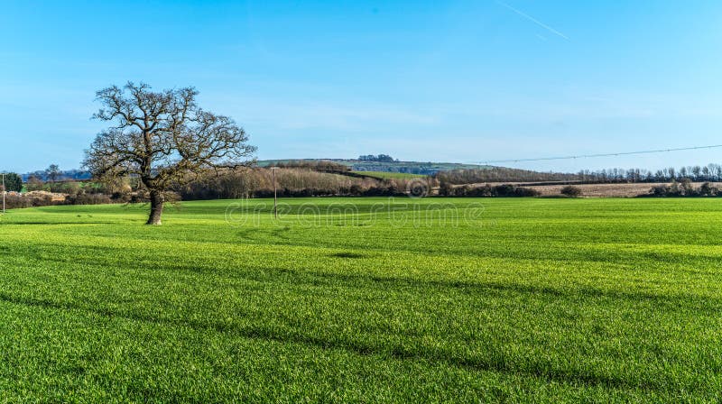 English Countryside with young wheat field with a tree in the foreground