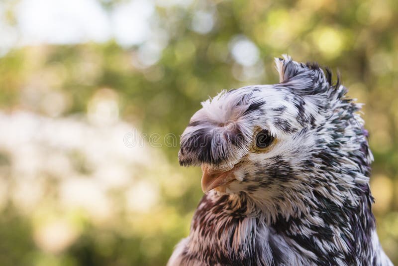 English Fantail pigeon closeup, the background is blurred. English Fantail pigeon closeup, the background is blurred royalty free stock image English Fantail pigeon closeup, the background is blurred. English Fantail pigeon closeup, the background is blurred royalty free stock image