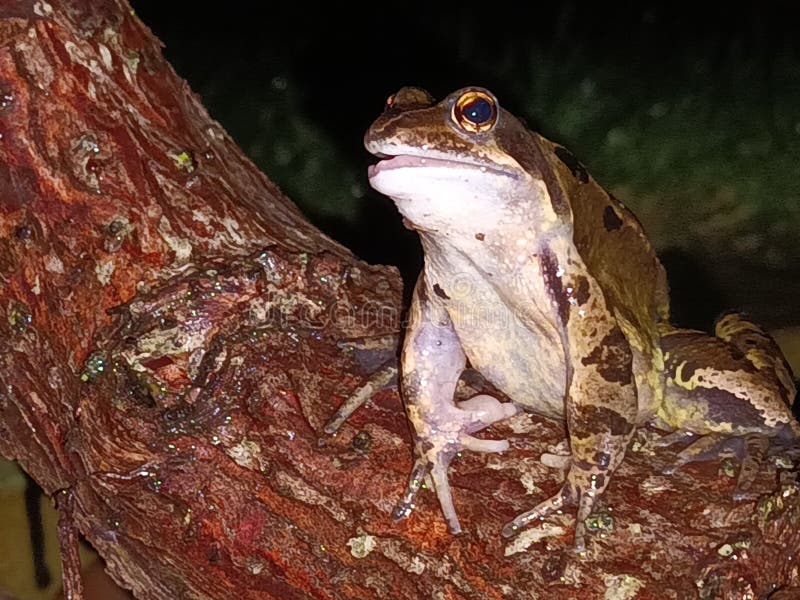 English garden frog stock photo. Image of seafood, reptile 273888274