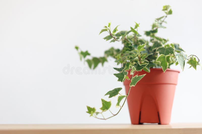 English Ivy plant in pot on wood table. Houseplant for decoration and improve air quality stock photos