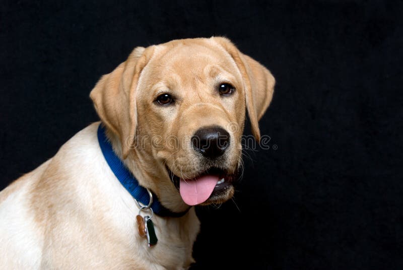 English Labrador Retriever Puppy