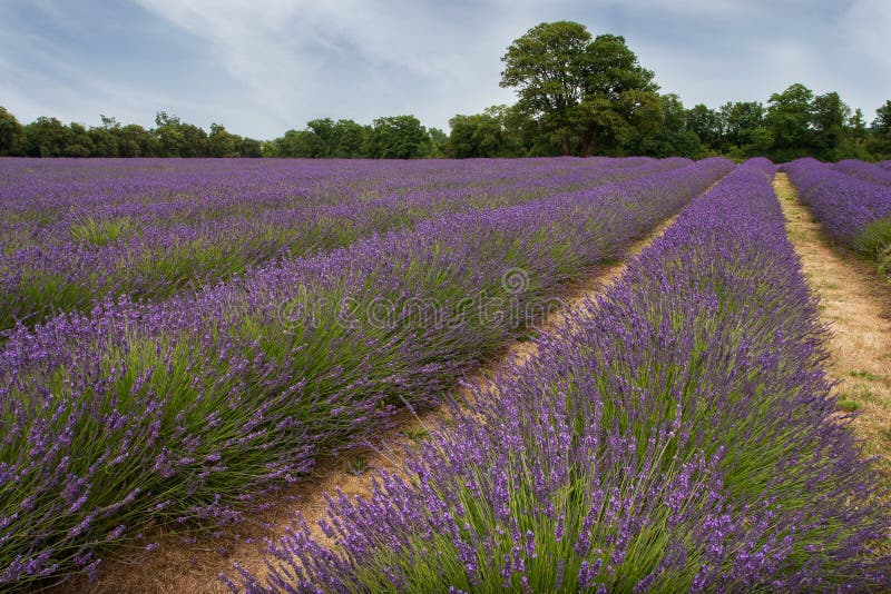 English Lavender field 2 stock image. Image of extracted 76671899