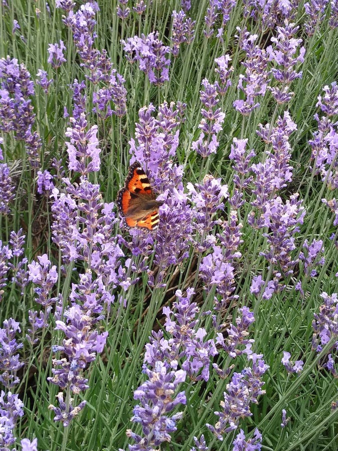 English Lavender, Flower, Plant, Lavender Picture. Image 135310112
