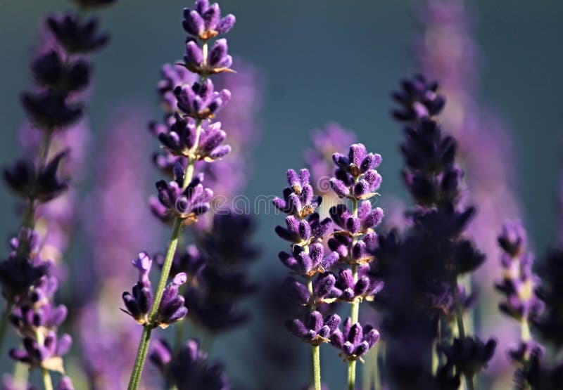 English Lavender, Lavender, Purple, Plant Picture. Image 126103661