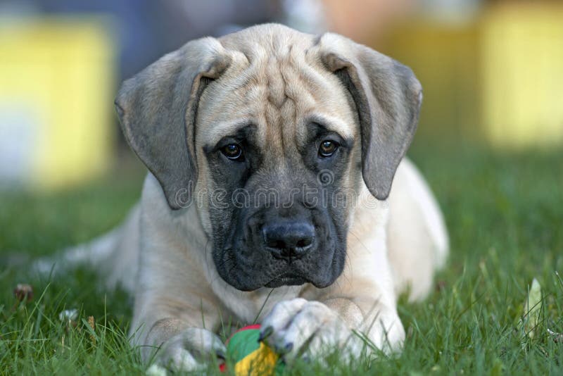 Adorable Fila Brasileiro Puppy Portrait Stock Image - Image of