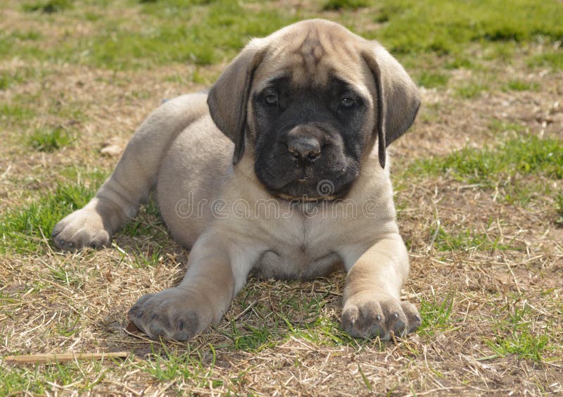 Akc hotsell mastiff puppies