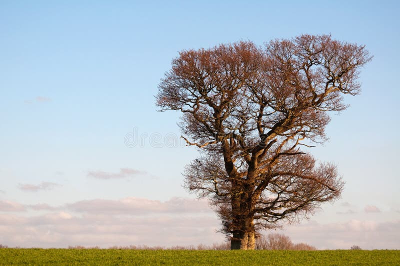 English oak stands strong in winter