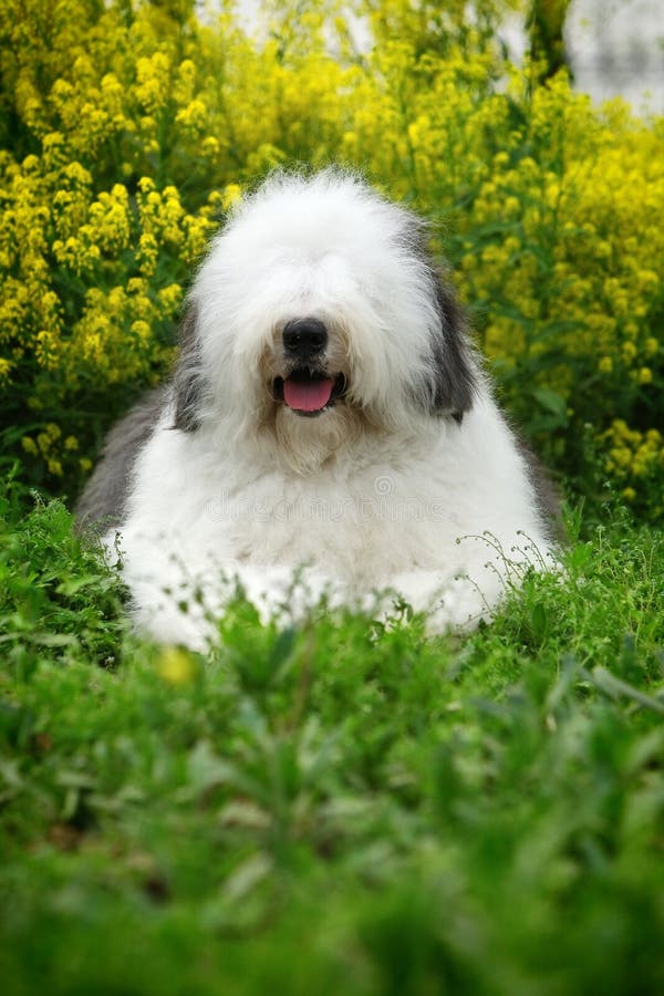 Newborn Old English Sheepdog Stock Photo - Image of hands, infant: 21647180