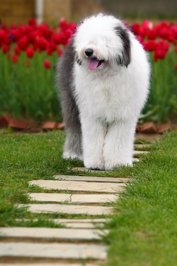 English old sheepdog stock image. Image of beautiful, dogs 5146505
