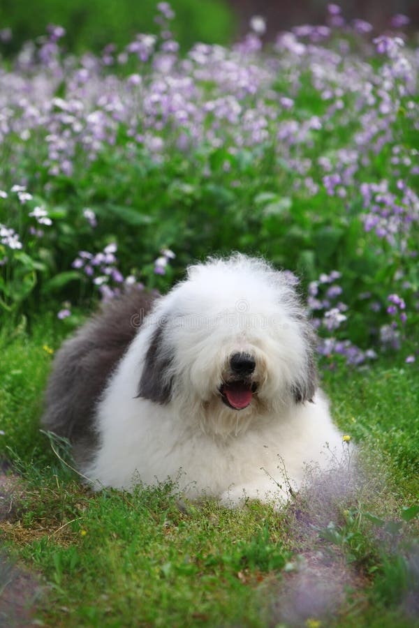 Newborn Old English Sheepdog Stock Photo - Image of hands, infant: 21647180