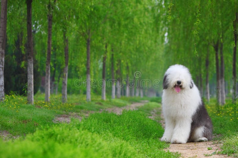 English old sheepdog