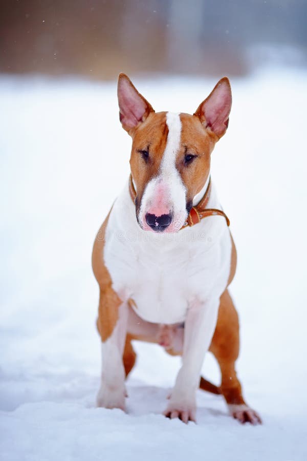 53+ Solid Red Red English Bull Terrier Pic - Codepromos