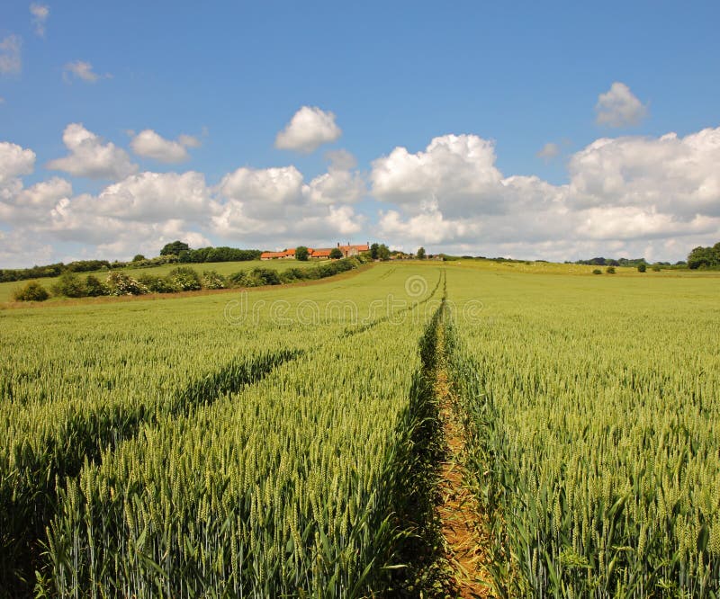An English Rural Landscape of ripening Wheat