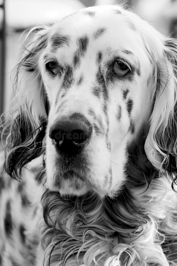 631 English Setter Black White Photos Free & RoyaltyFree Stock