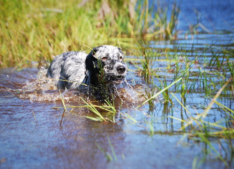 English setter at lake