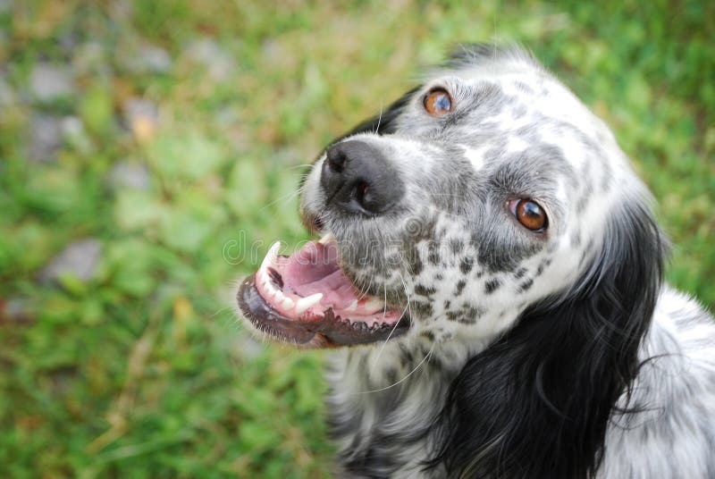 English setter looking with affection