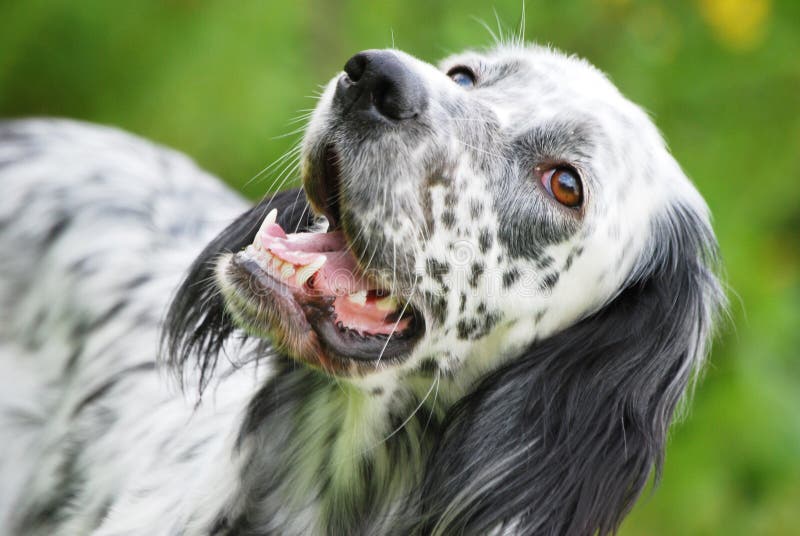 English setter portrait