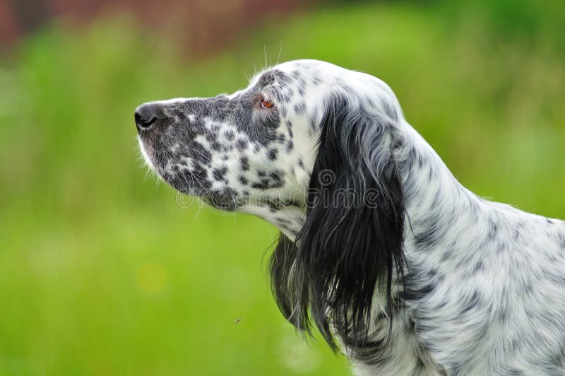 English setter portrait