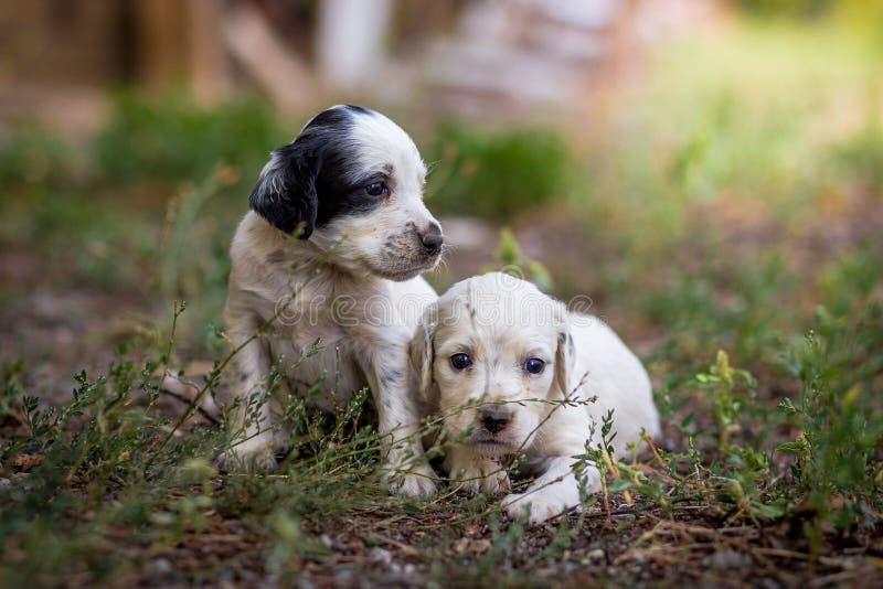 english setter puppies