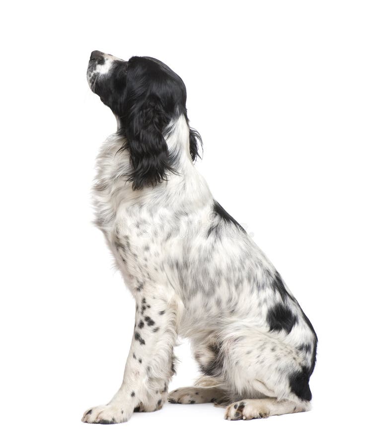English Springer Spaniel (1 year) royalty free stock image