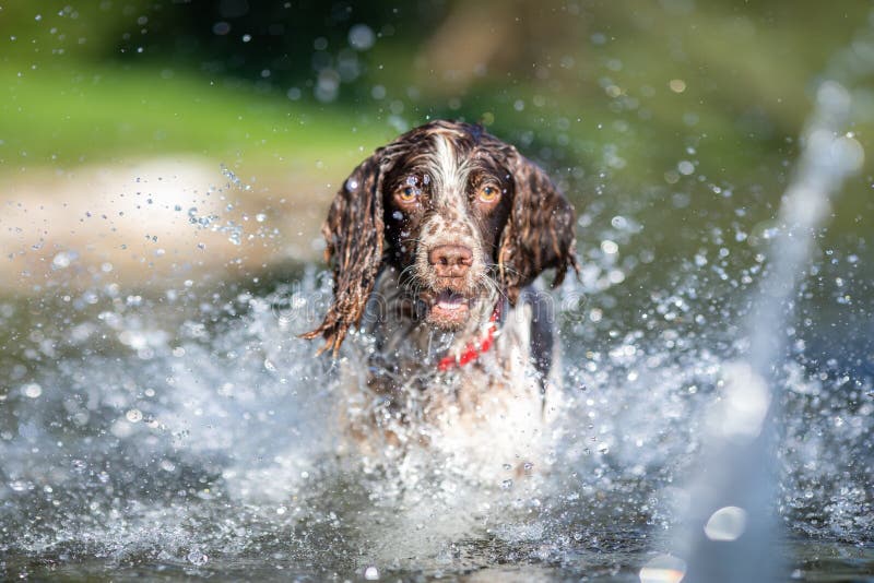 English Springer Spaniel Dog, Playing in Water Stock Photo Image of