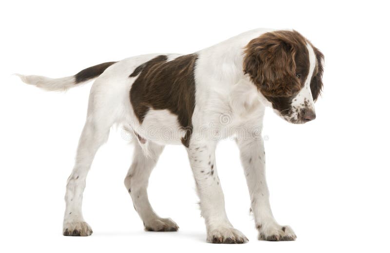 English Springer Spaniel looking down stock images