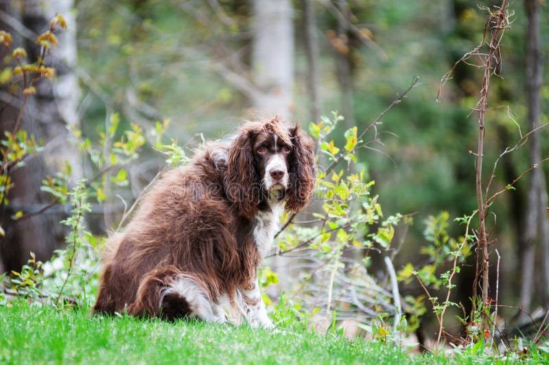 English springer spaniel stock image. Image of long, hair - 56117753 English springer spaniel stock image. Image of long, hair - 56117753