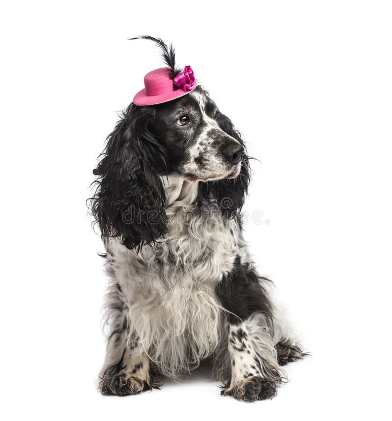 springer spaniel costume