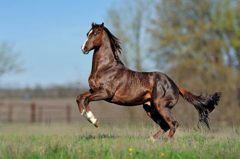 English thoroughbred horse jumping with a beautiful background. English thoroughbred horse jumping on the beautiful background of the field. The Great-Grandson stock image English thoroughbred horse jumping with a beautiful background. English thoroughbred horse jumping on the beautiful background of the field. The Great-Grandson stock image