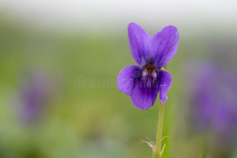 English Violet Viola Odorata Flower Stock Image Image of floweing