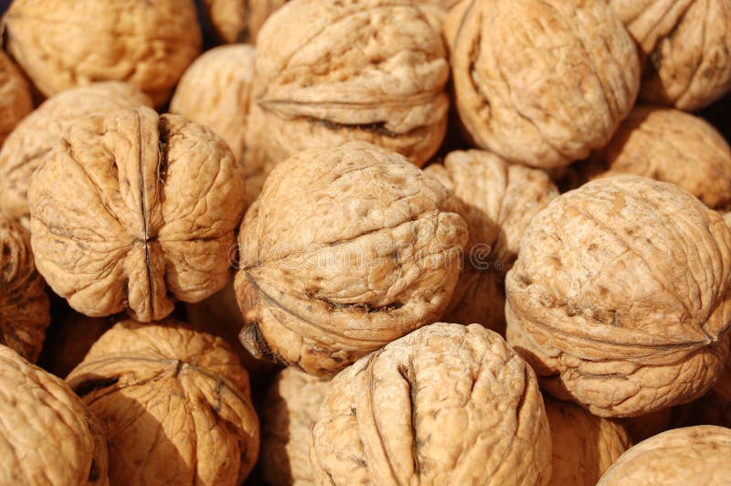 English walnut stock photo. Image of heap, background 9136252
