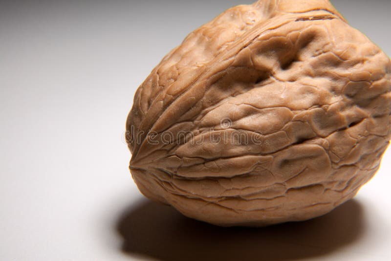 English Walnut Trees Growing in Rows on Lush, Green and Remote Agriculture and Countryside Farm