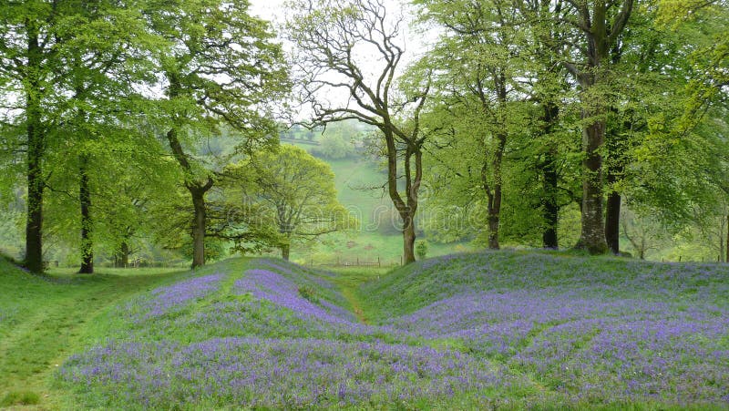 English bluebell wood in Spring