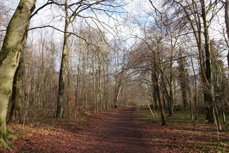 English Woodland Autumn Stock Photos Download 2,168 Royalty Free Photos