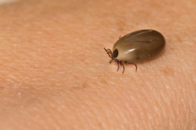 engorged deer tick vs engorged dog tick engorged deer tick vs engorged dog tick
