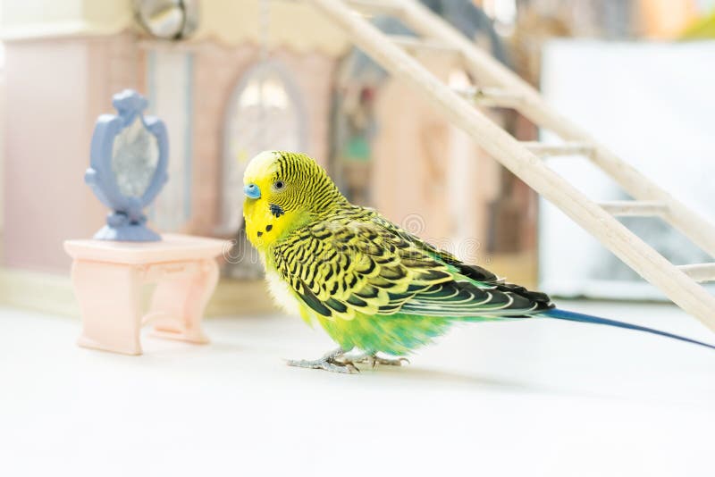 Periquito Australiano Engraçado Papagaio De Budgie Que Senta-se Na Corda E  Nos Jogos Foto de Stock - Imagem de casa, brinquedo: 109204718