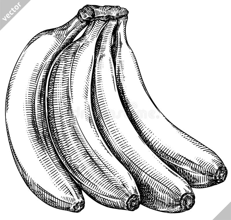 Engrave Isolated Banana Hand Drawn Graphic Vector Illustration Stock ...