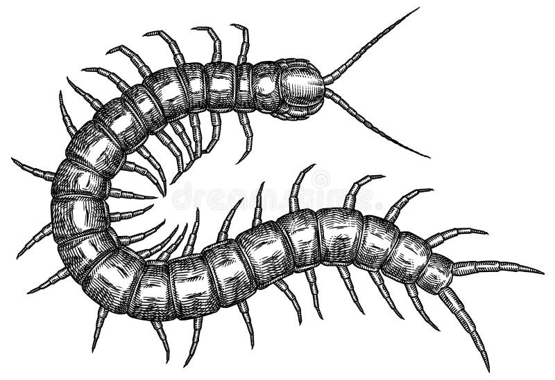Ink drawn centipede stock illustration. Illustration of shape - 38106219