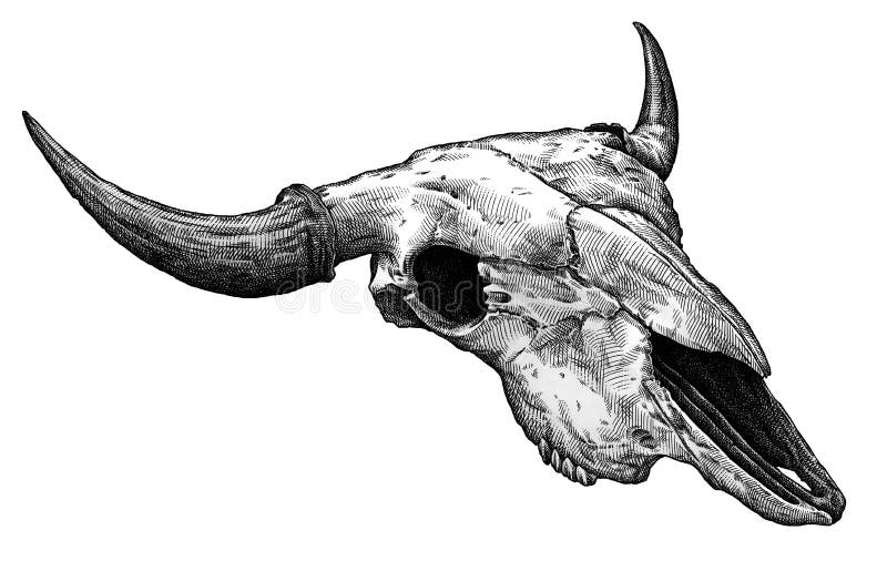 engrave isolated cow skull hand drawn graphic illustration art 95586637