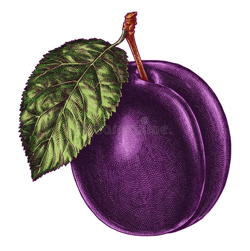 Engrave Isolated Plum Hand Drawn Graphic Illustration Stock